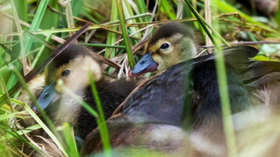 Two Baer's pochard ducklings