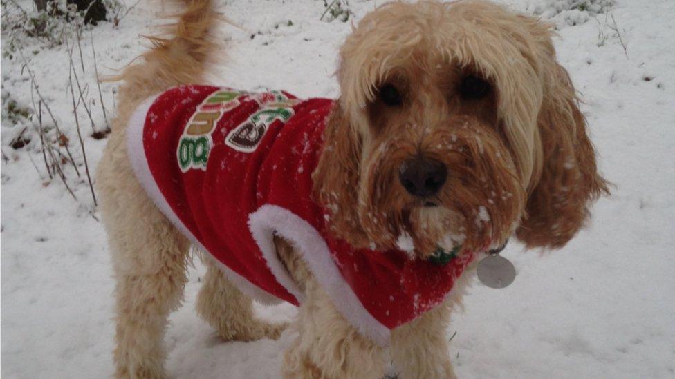 Dog wearing a Christmas jumper