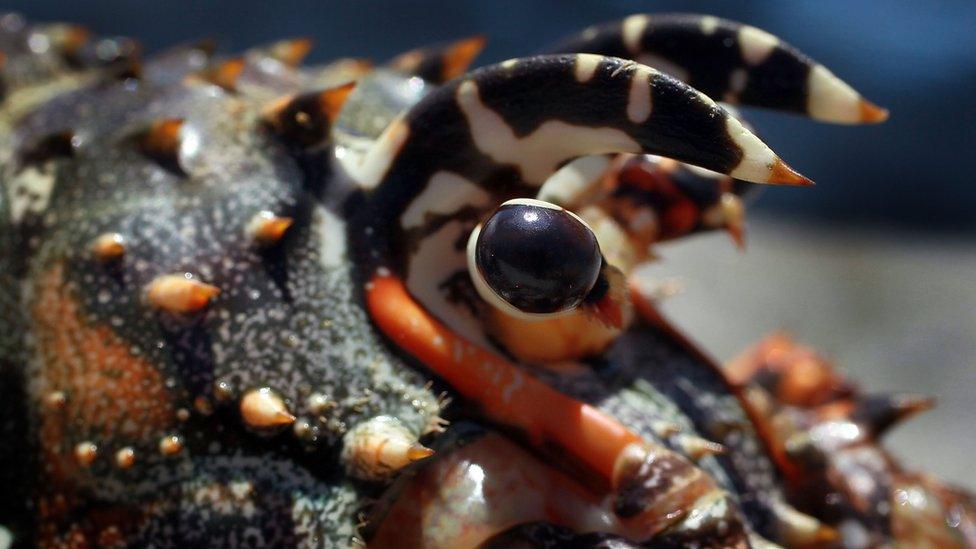 Lobster in Florida, US