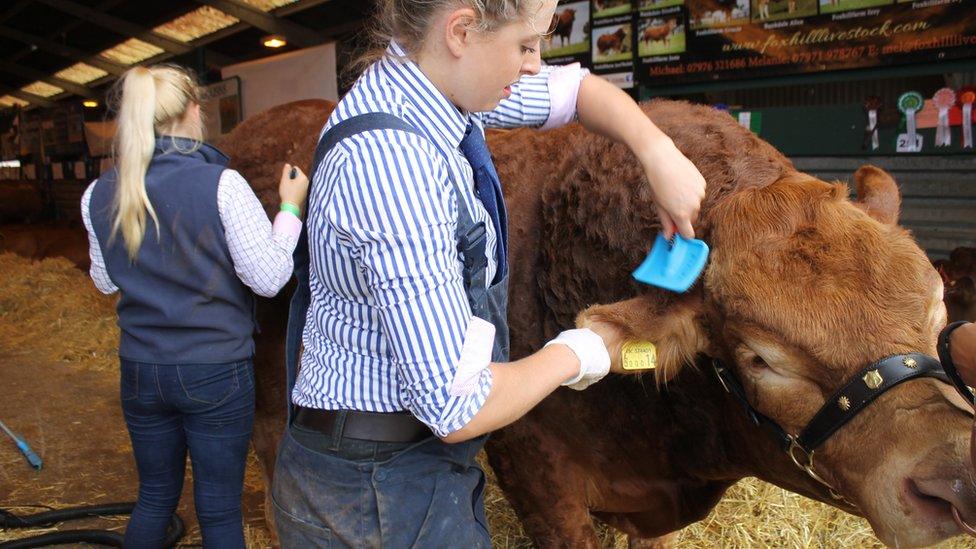 ae'r tarw Limousin yma o Ddyfnaint yn amyneddgar iawn chwarae teg!