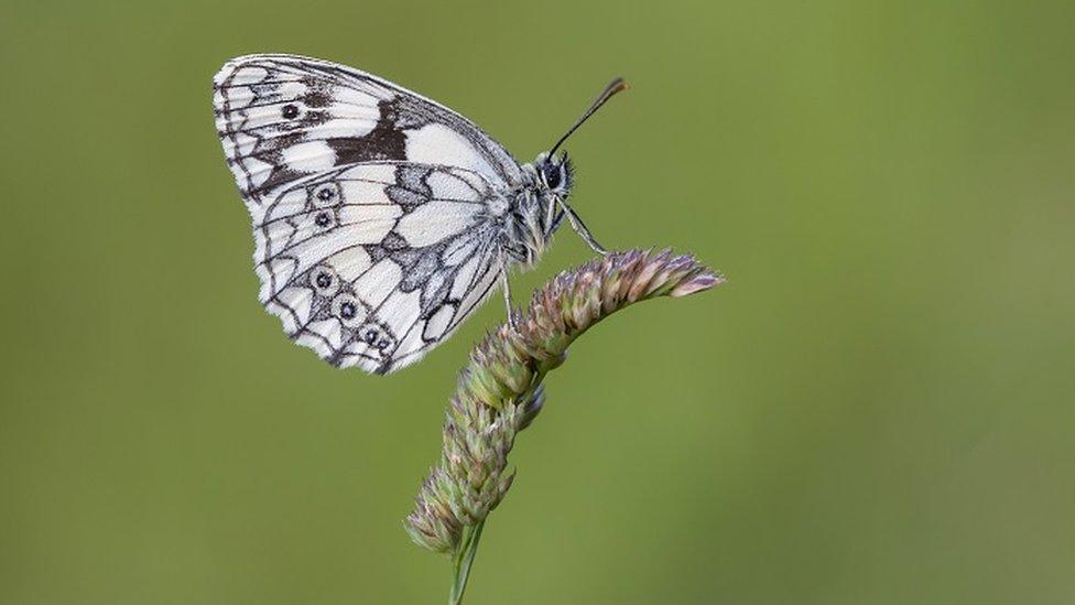 marbled-white-butterfly.