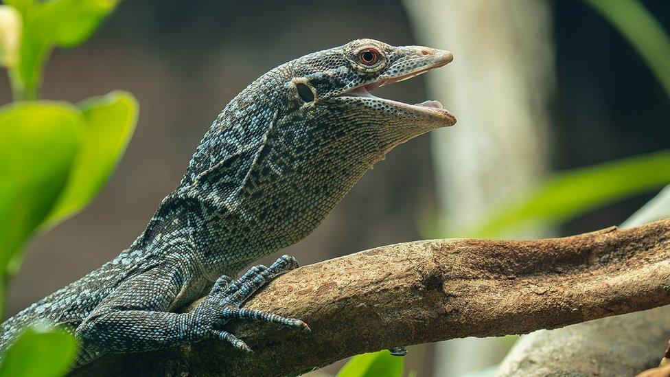 Blue tree monitor lizard