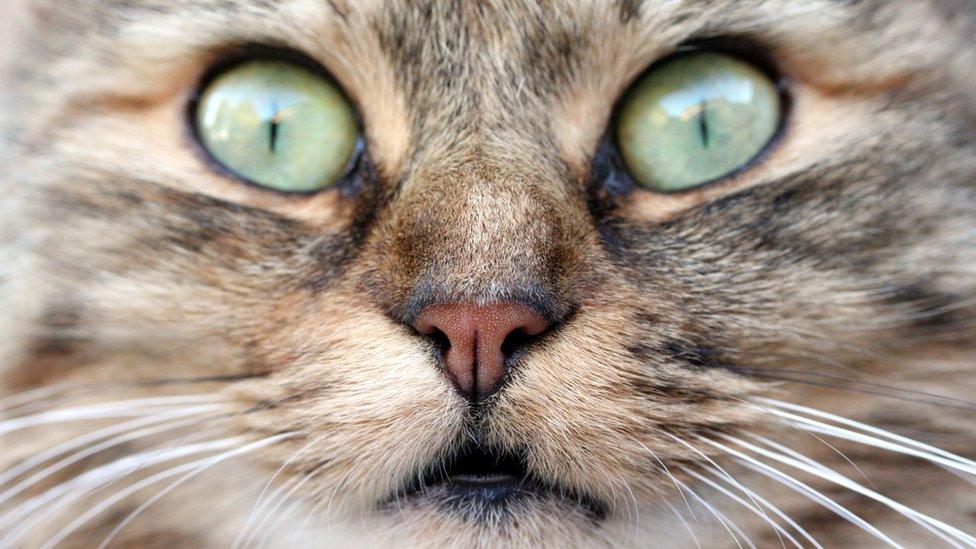 A close-up of a cat's face