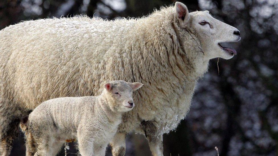 sheep and lamb