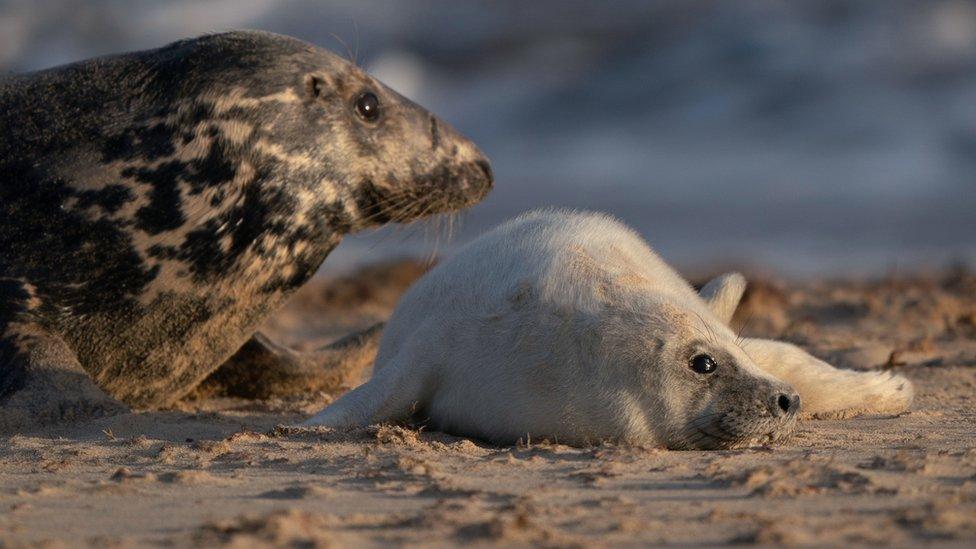 Seals