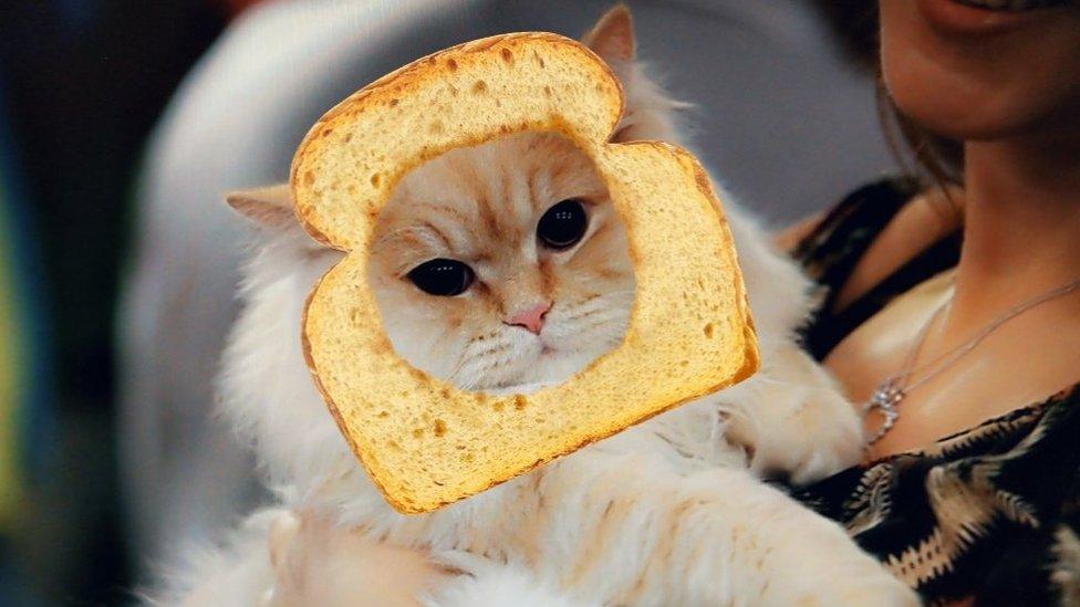 Cats with toast on their head best sale