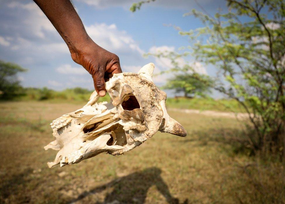 The skull of an animal