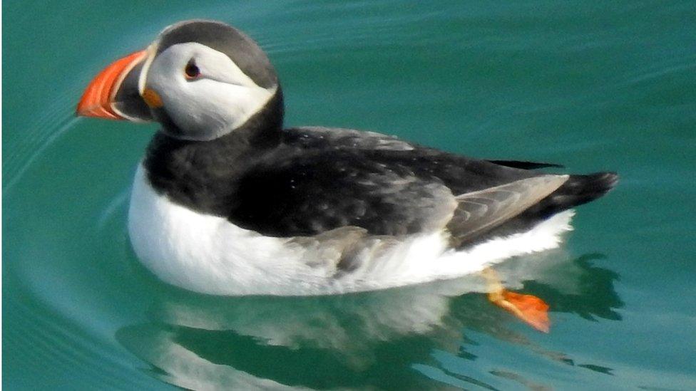 Dancing Ledge puffin