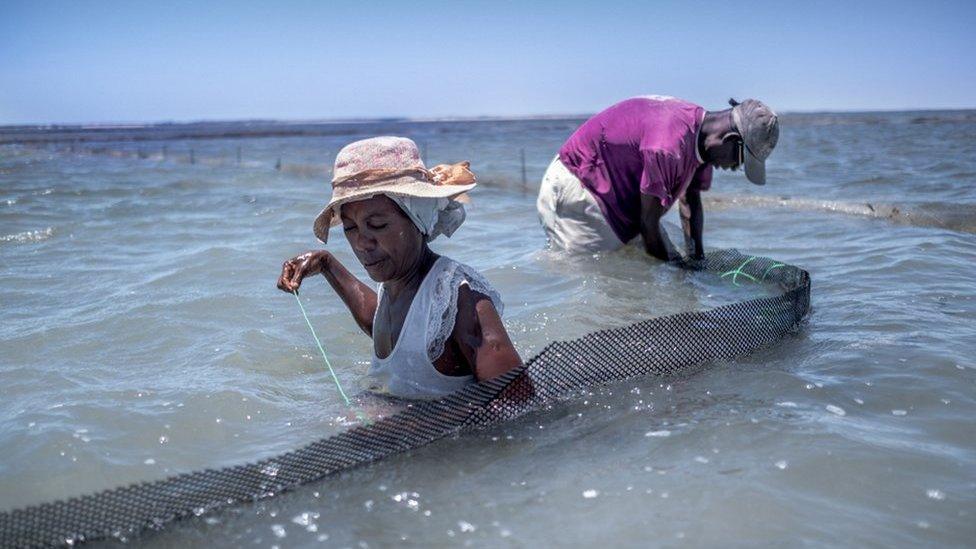 Sea cucumber farmers secure the walls of their pen