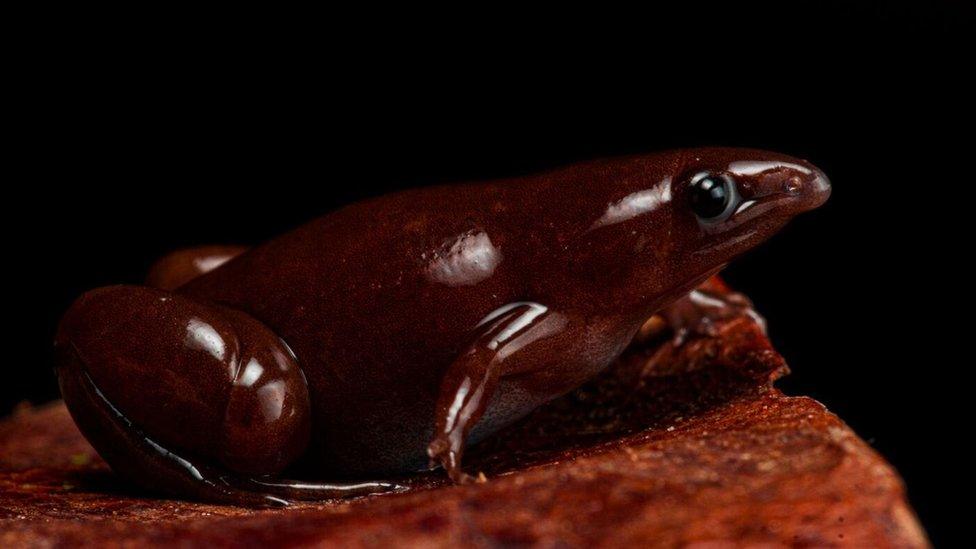 dark red frog.