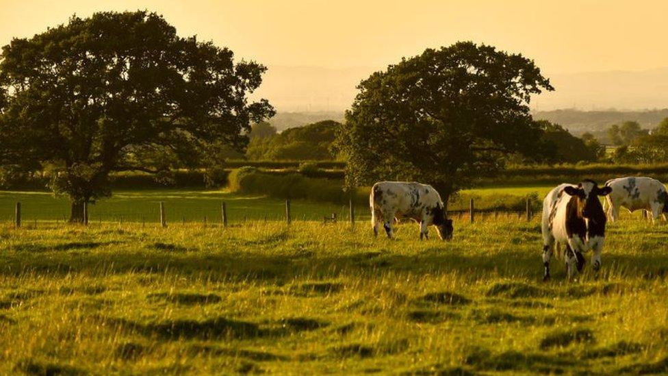 The area where St Cuthbert's Village will be built