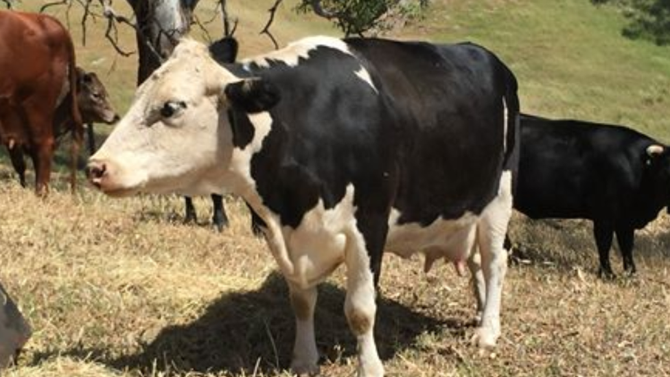 The dairy cow used in an Australian restaurant's ceiling display