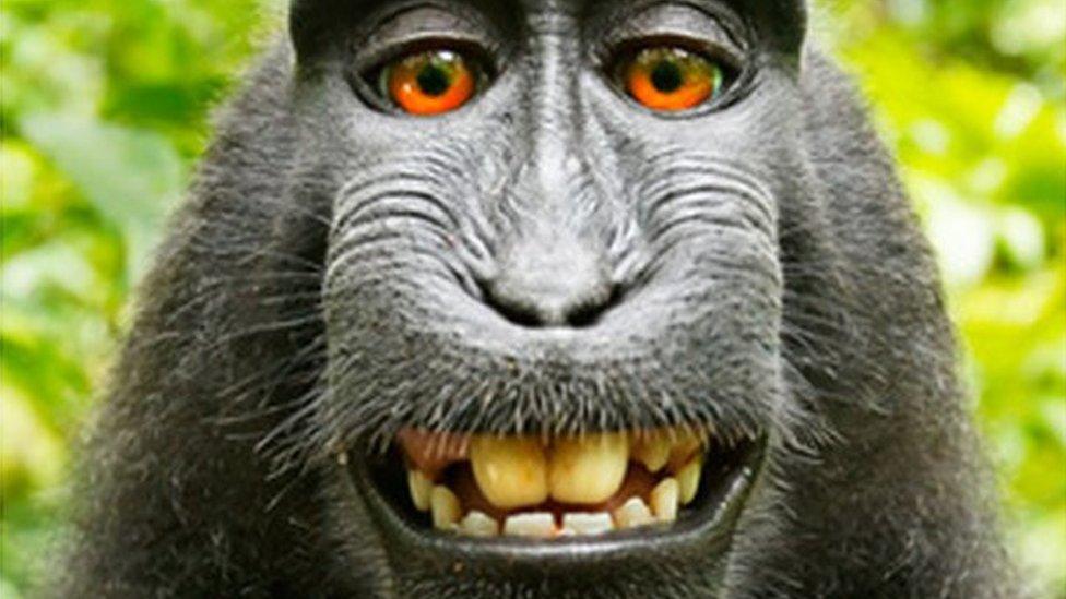 Monkey selfie