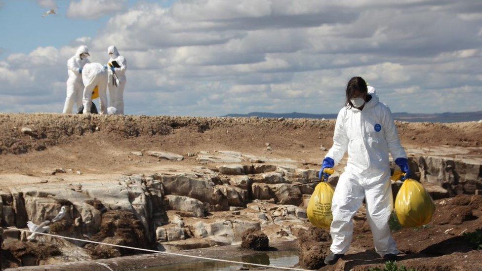 Rangers in PPE collecting dead birds on the Farne Islands last year