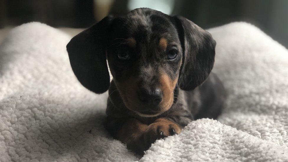 Eddie, a miniature dachshund, sat on a grey blanket