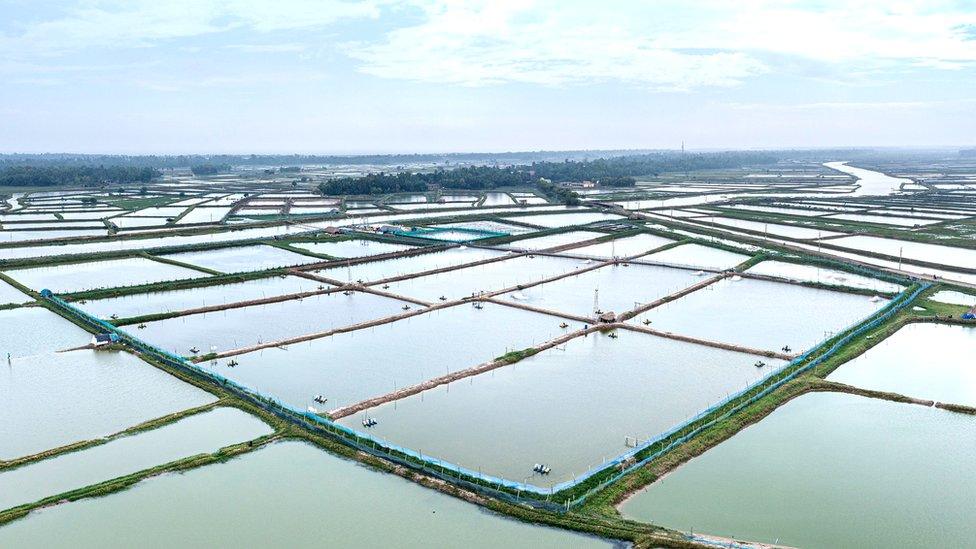 Shrimp farm in Jagatsinghpur, Odisha, India