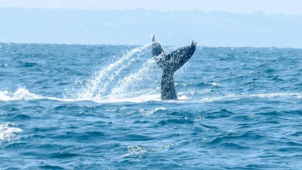 Humpback whale