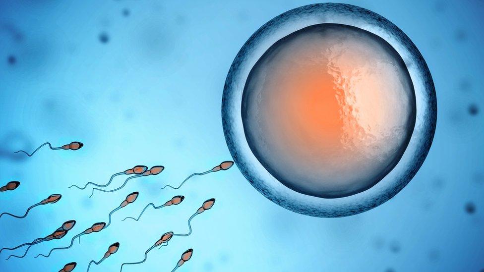 Human sperm and egg cell