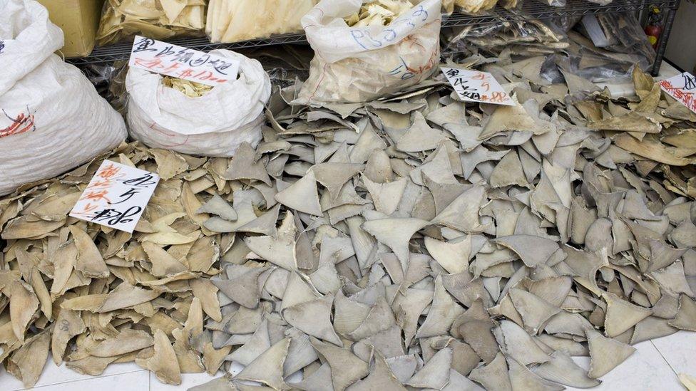 Shark fins at a market in Hong Kong