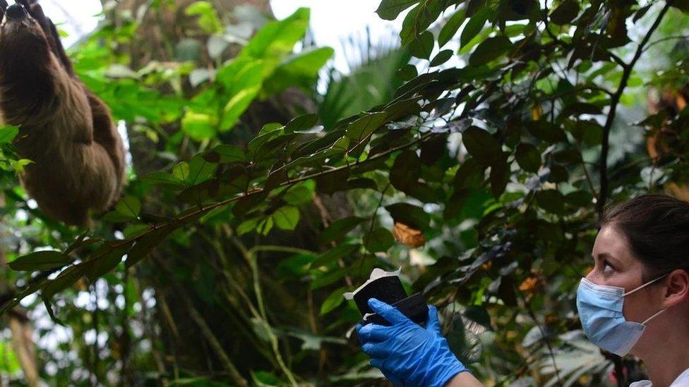 Danish scientist Kristine Bohmann collects air samples in the Copenhagen Zoo’s tropical rainforest house.