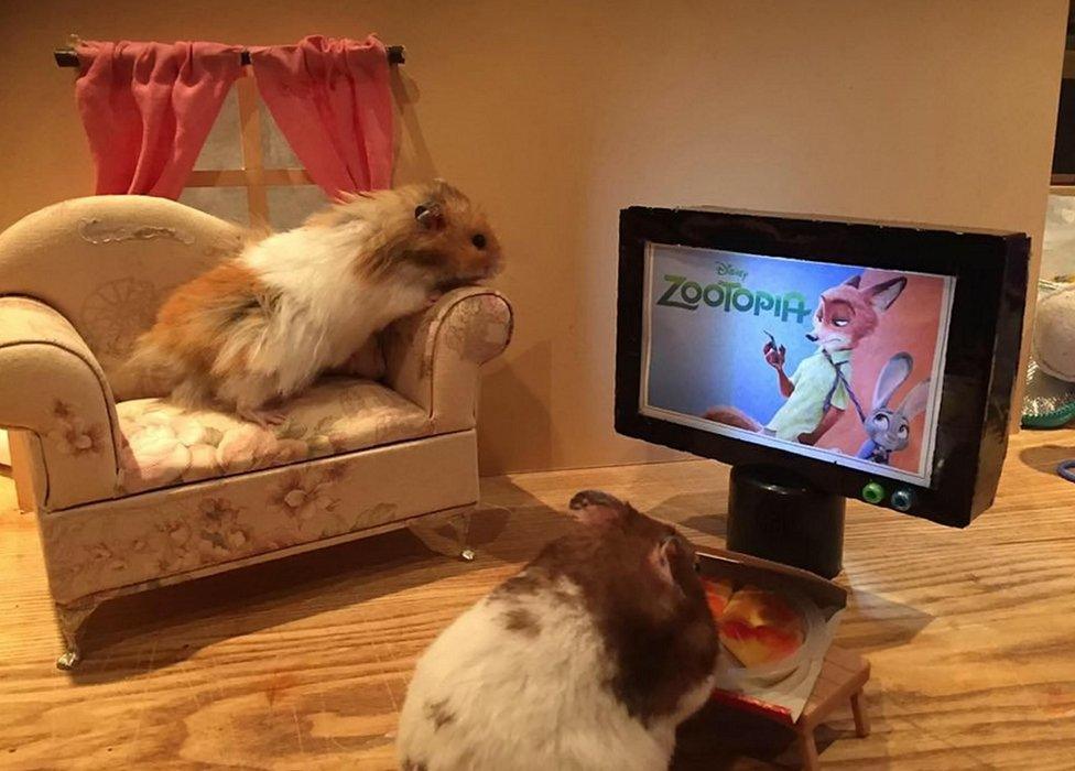 Hamsters watching TV