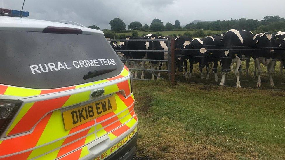 Cheshire Police Rural Crime Team car next to field of cows