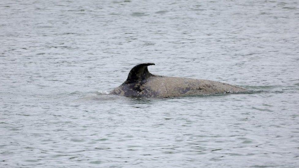 Orca swimming in the River Seine