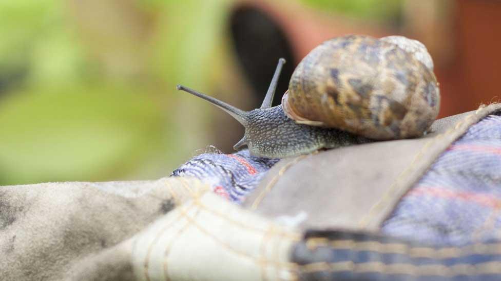 Snail on gardening gloves