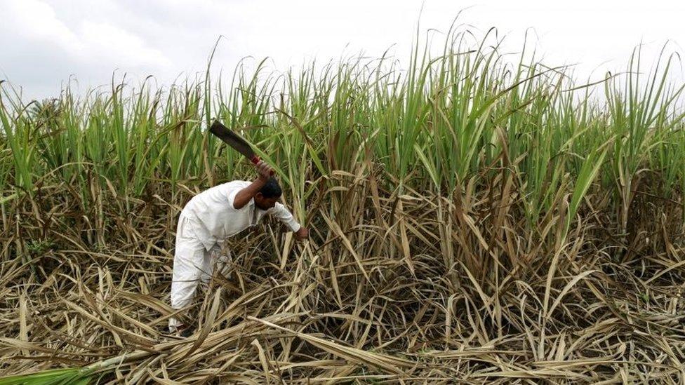 Vijay Nazirkar, a farmer, cuts partially destroyed sugarcane to be used as fodder for his cattle at a village in Pune, India, in this September 15, 2015 file photo.