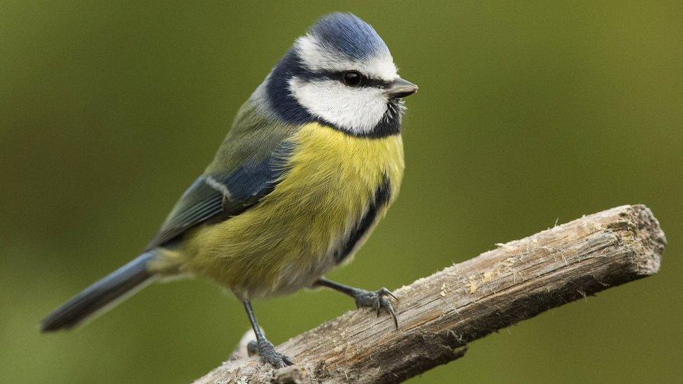 Blue tit