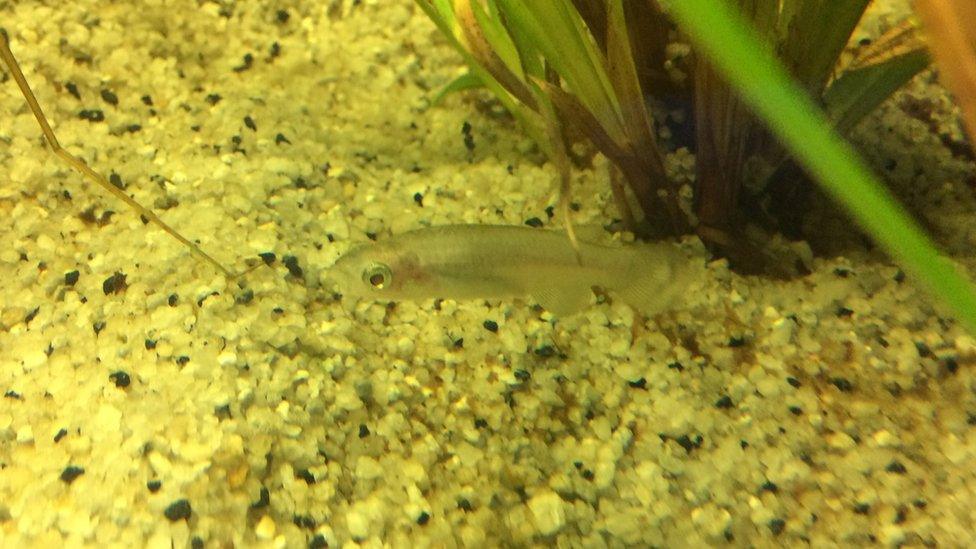 Greek Killifish