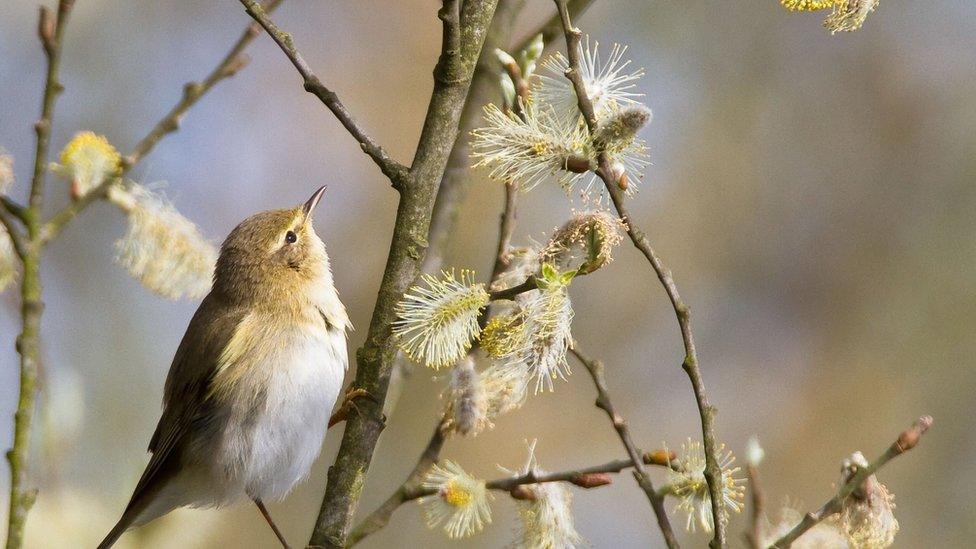 a bird in the woodland