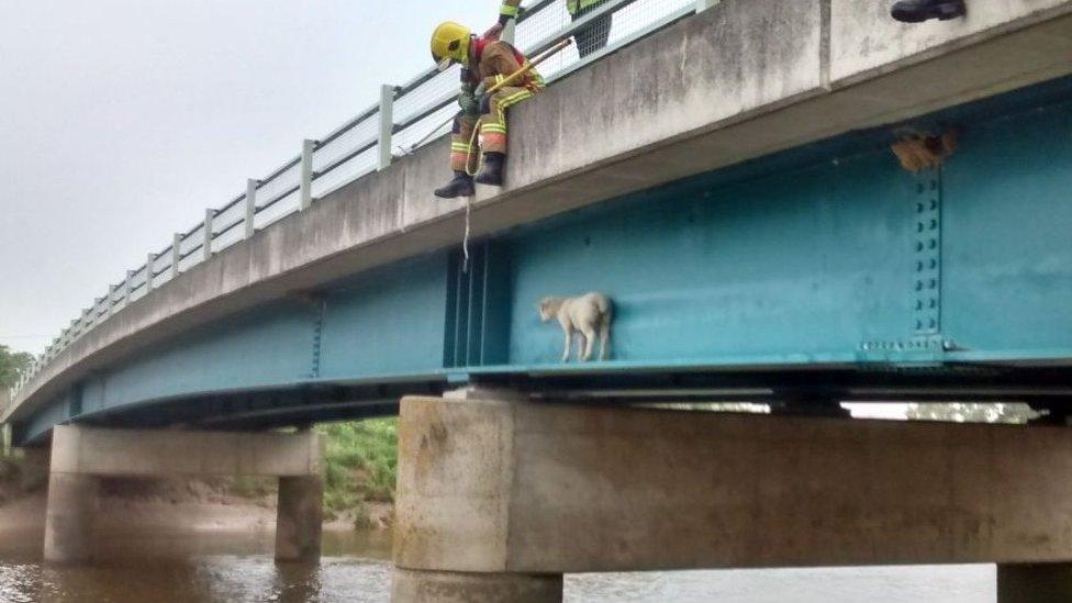 Sheep stuck on bridge in Stowbridge in Norfolk