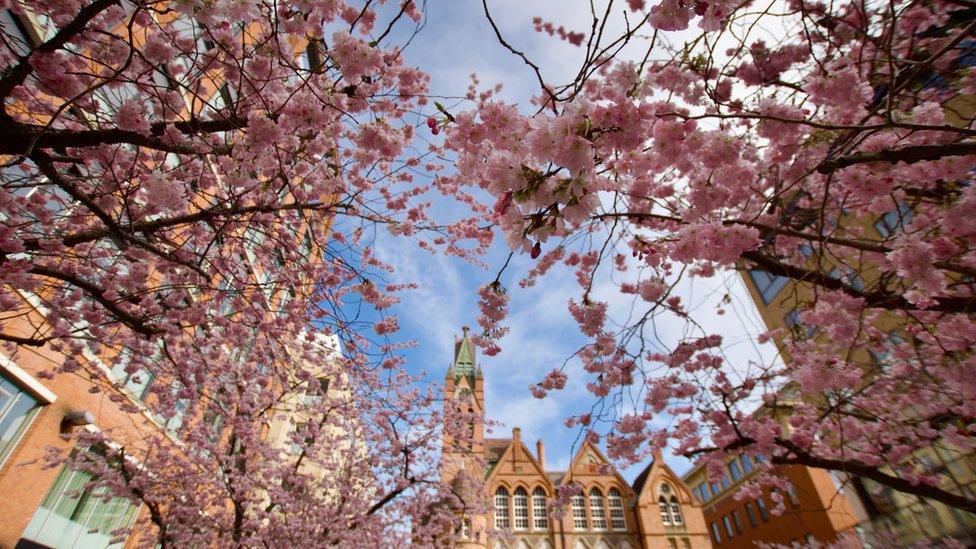 Cherry blossom in Oozells Square