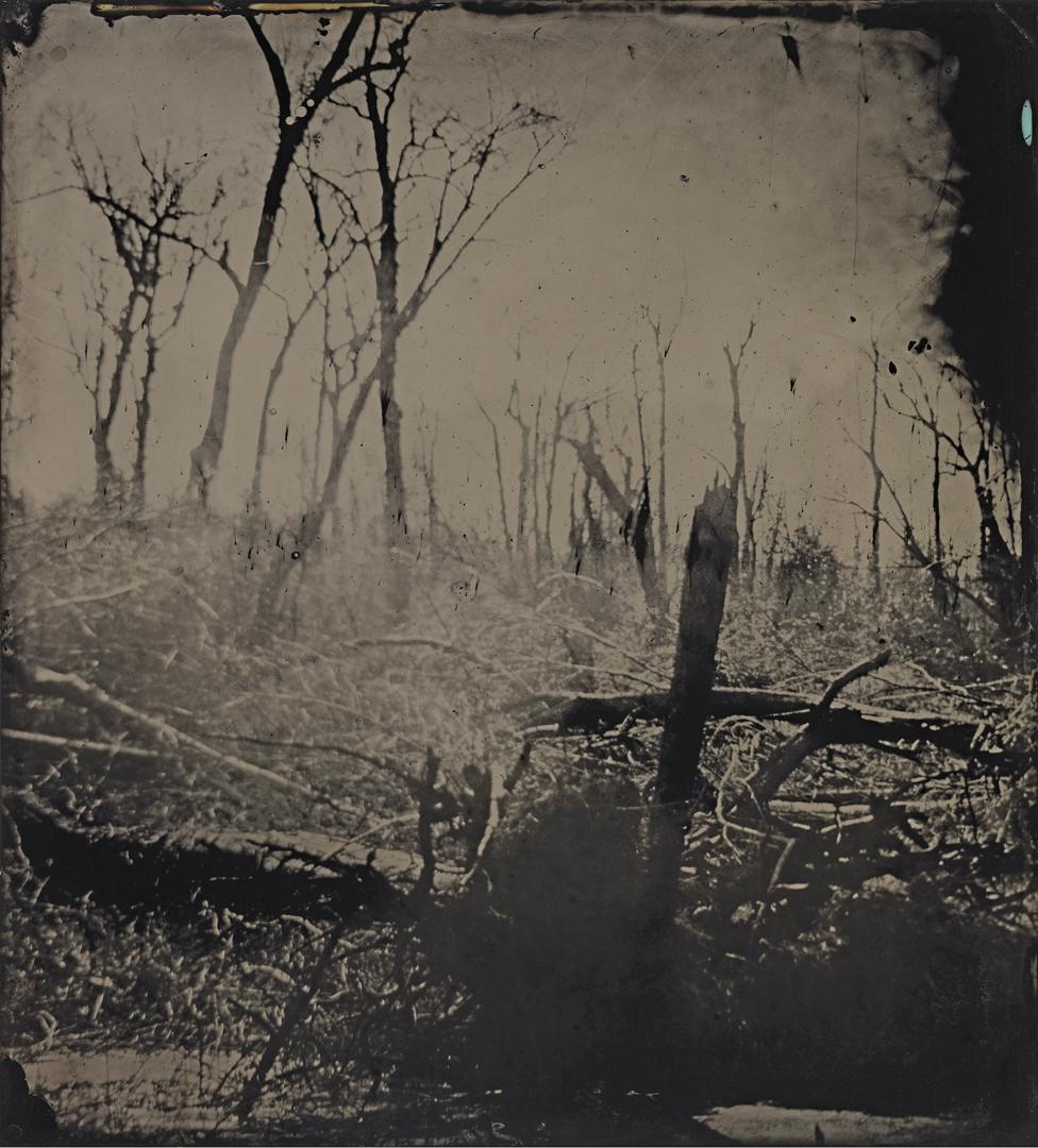 Tintype image of the Great Dismal Swamp in south-eastern Virginia, USA