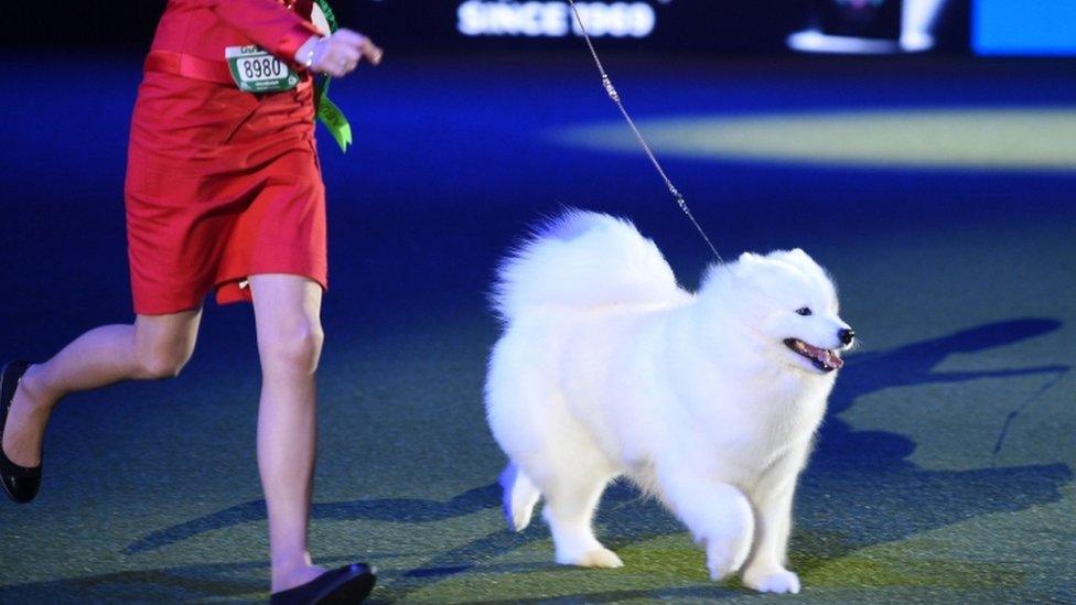 Samoyed, "Charleen" Dorian Spring Charleen Lumiere de la Vie, is shown at the Best in Show event on the final day of the Crufts dog show at the National Exhibition Centre in Birmingham