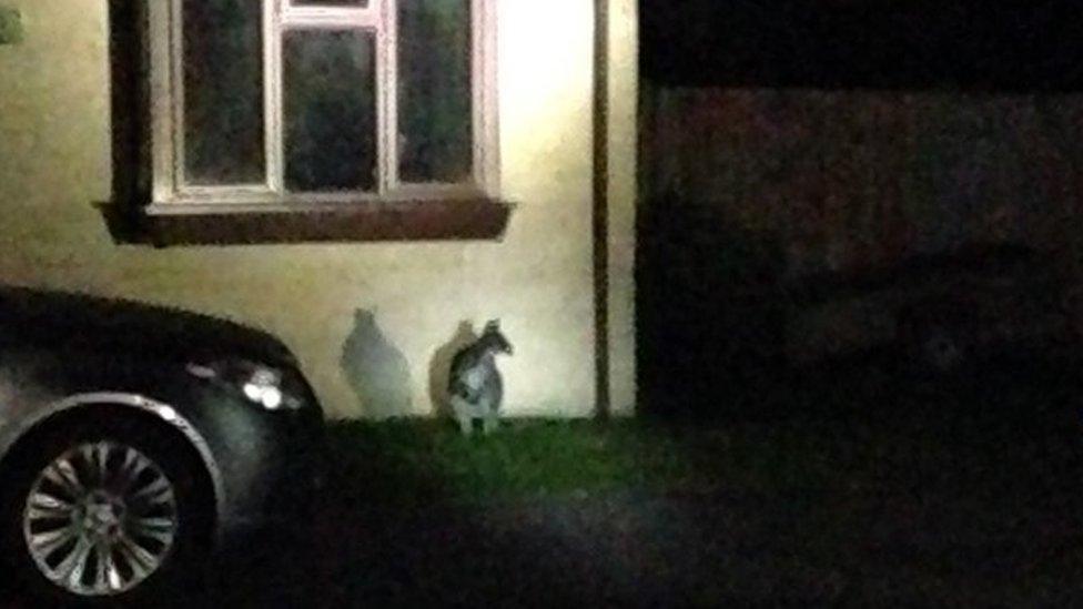 A wallaby in Dursley