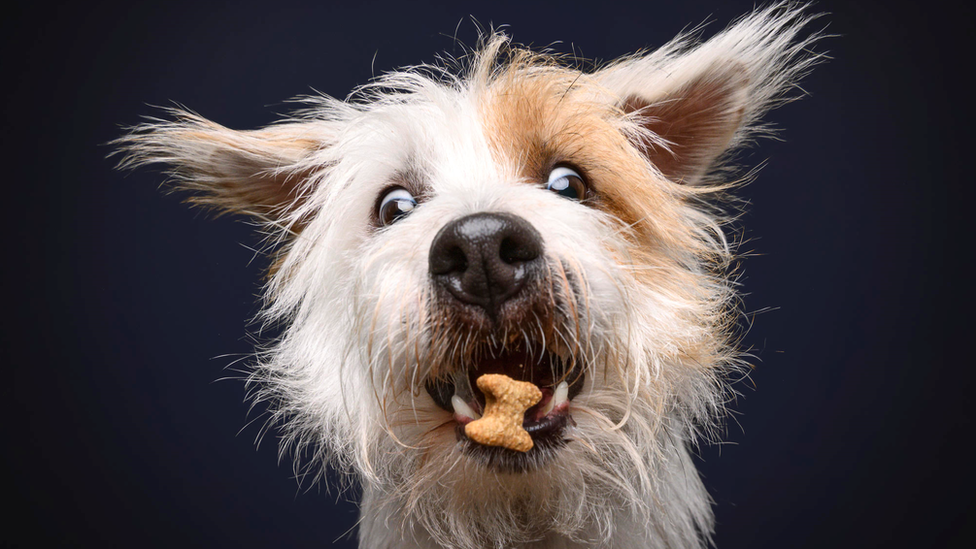 A dog with a treat in its mouth