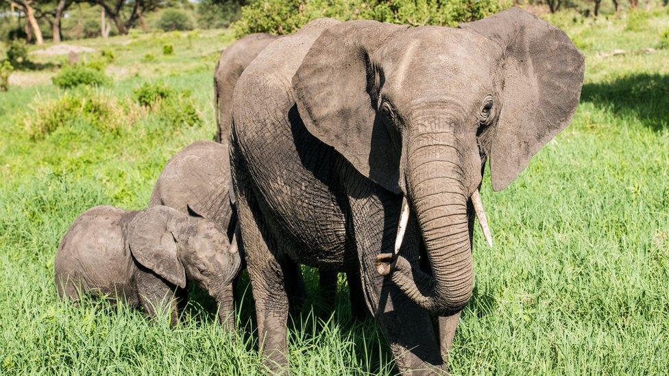 Big elephant with babies