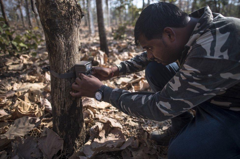 Camera traps for tigers