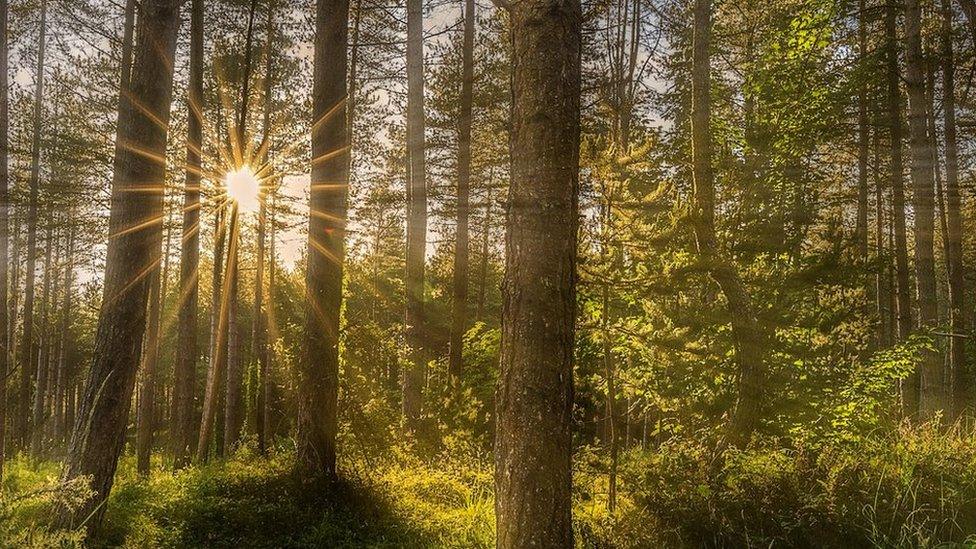 Sunset at Newborough Forest, Anglesey