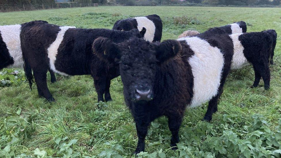 The rescued cows at their farm in Haughley