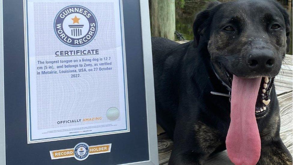 Zoey with her Guinness World Record