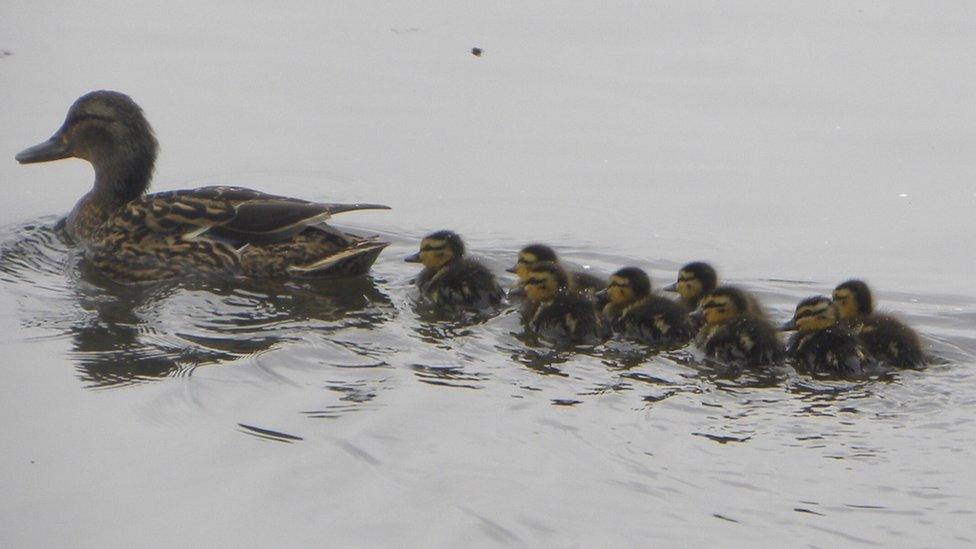 Ducklings with their mum at the Penclacwydd wetlands, Llanelli, as seen by Dianne Browne.