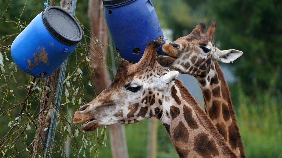 SIfa the giraffe eating