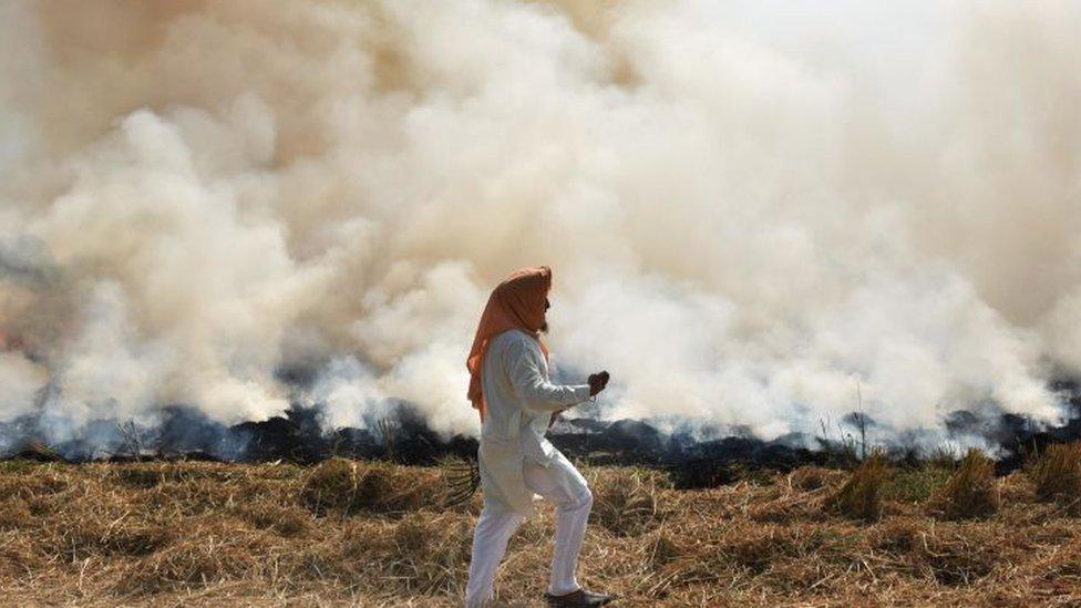 A farmer burns straw stubble after harvesting a paddy crop, in a field near Jandiala Guru, on October 17, 2020 in Amritsar, India