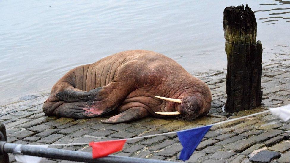 Thor the walrus