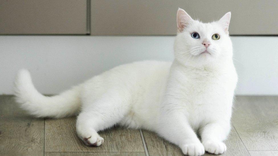 Minty a white, three-legged cat