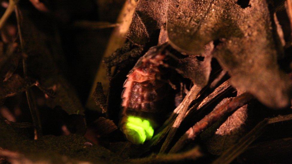 A close up glow-worm