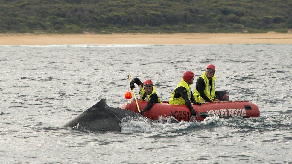 A crew attempts to free a whale